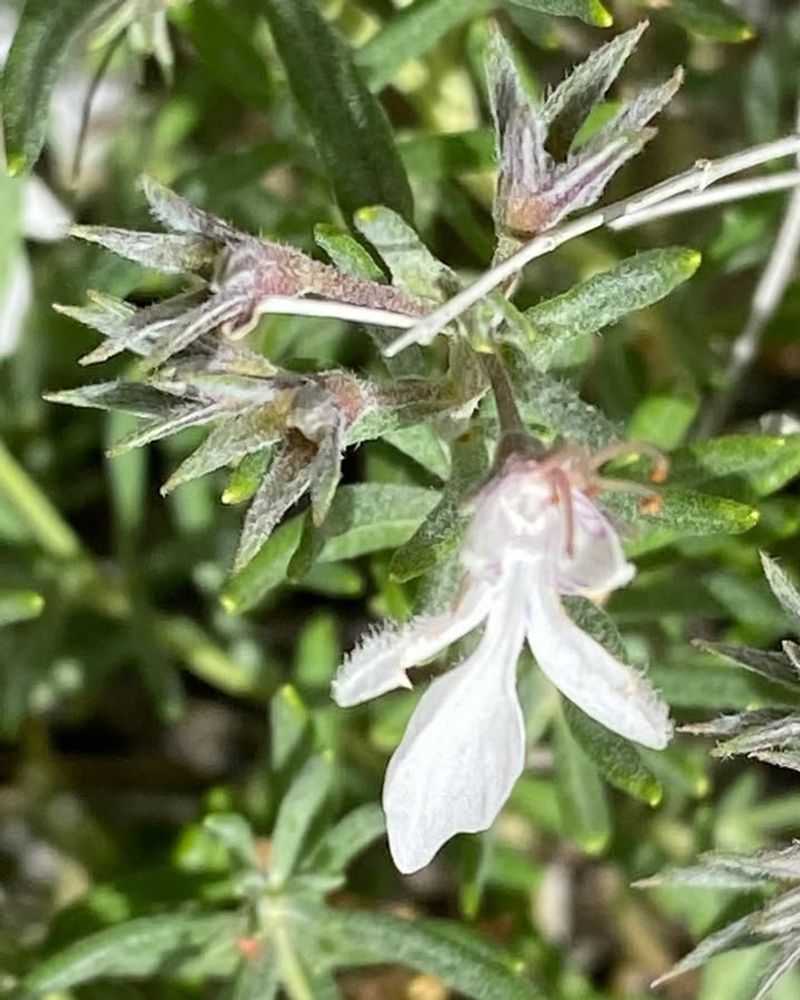 Silver Poplar (Populus Alba)