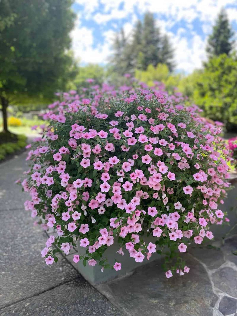 Petunia Dekko Maxx Pink