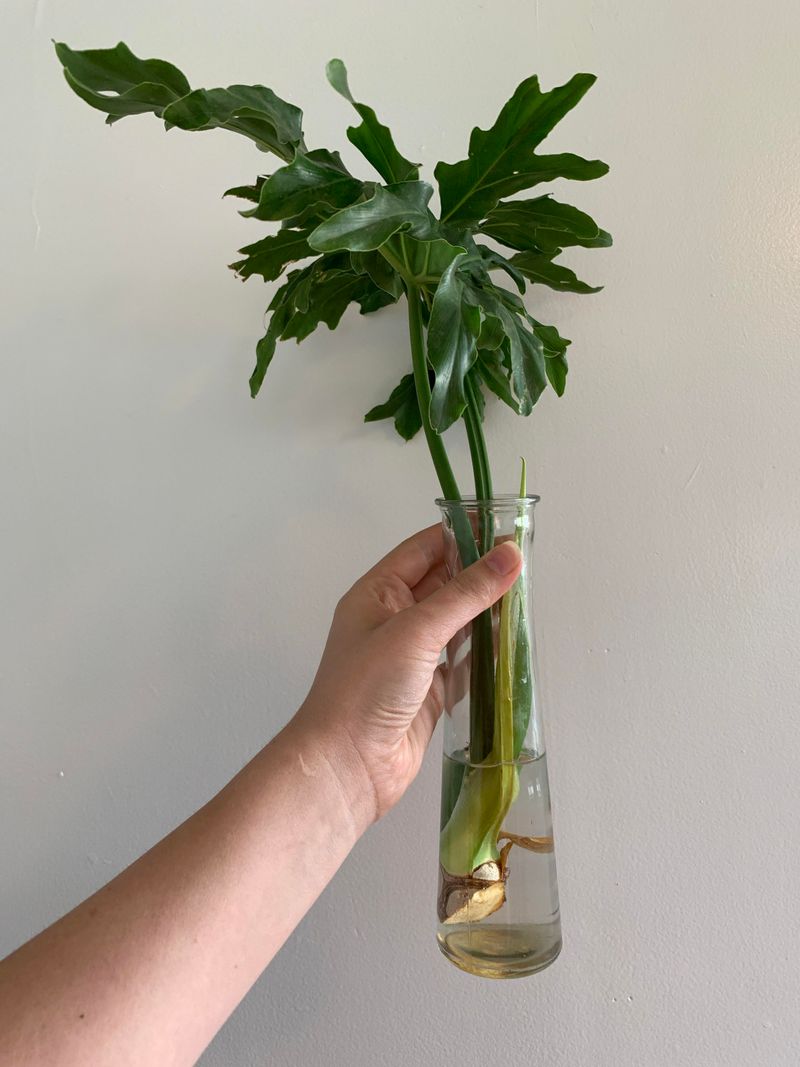 Rooting Philodendron Stem Cuttings