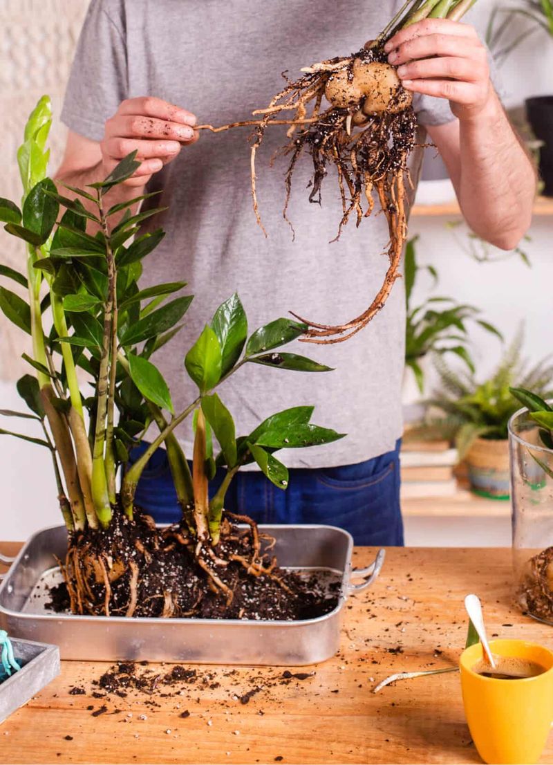 Starting Perennials Indoors From Root Divisions