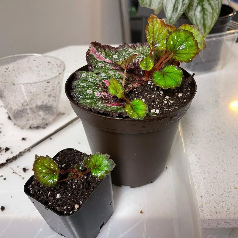 Begonia Leaf Propagation For Colorful New Plants