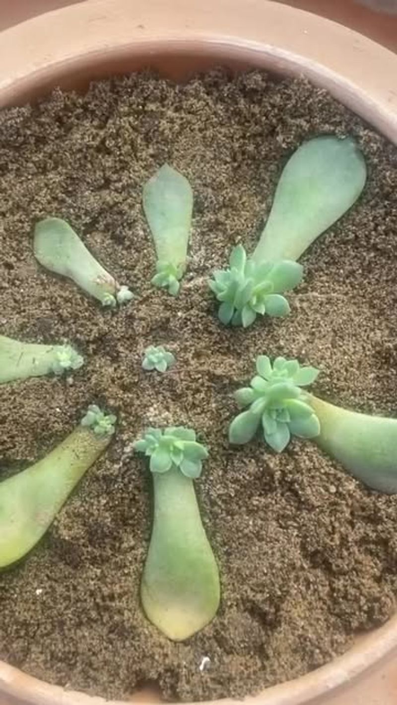 Starting Succulents From Leaf Cuttings