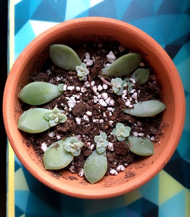 Rooting Succulent Leaves