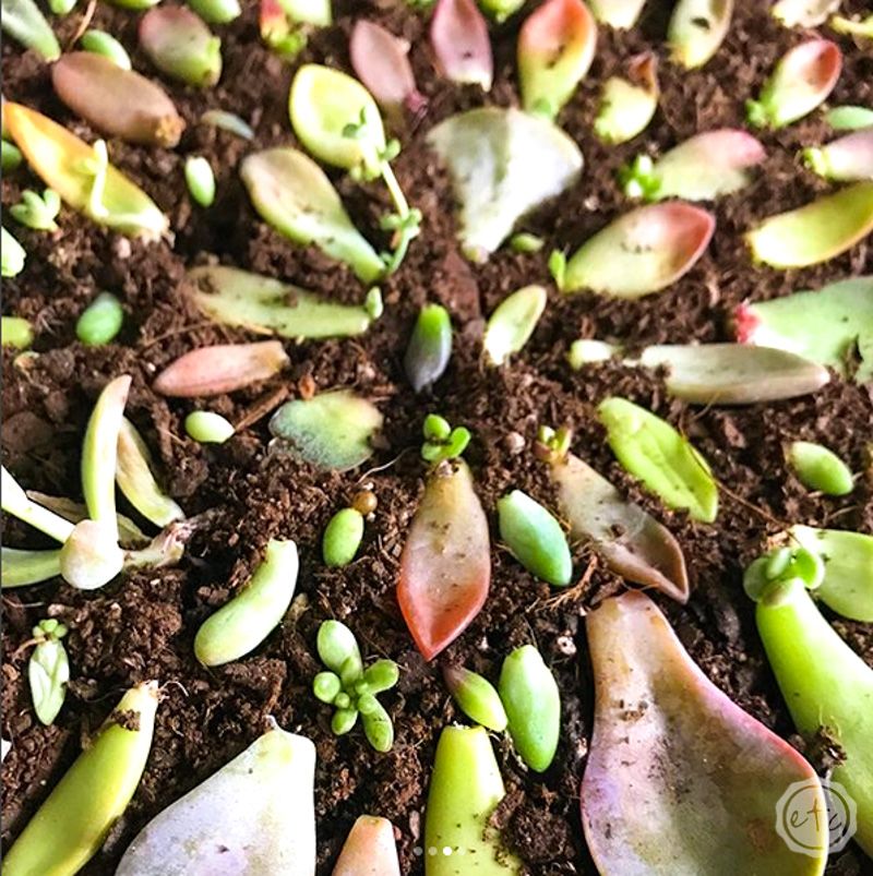 Starting Succulent Leaves In Shallow Trays