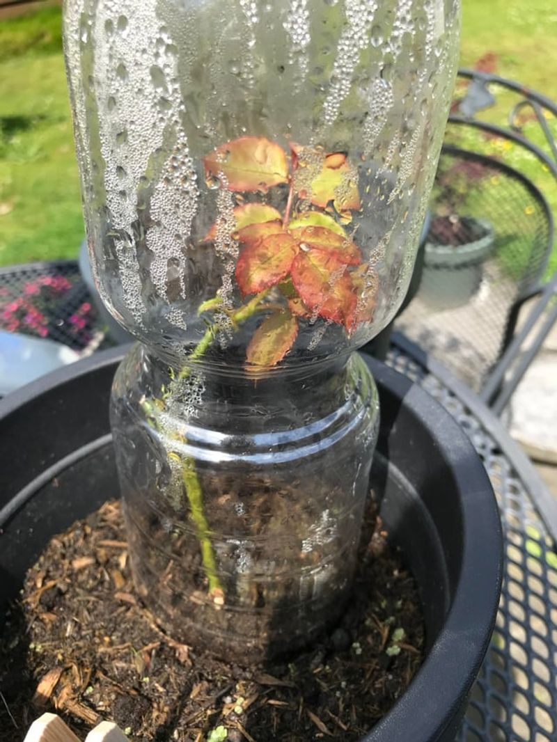 What Central Florida Gardeners Should Watch For