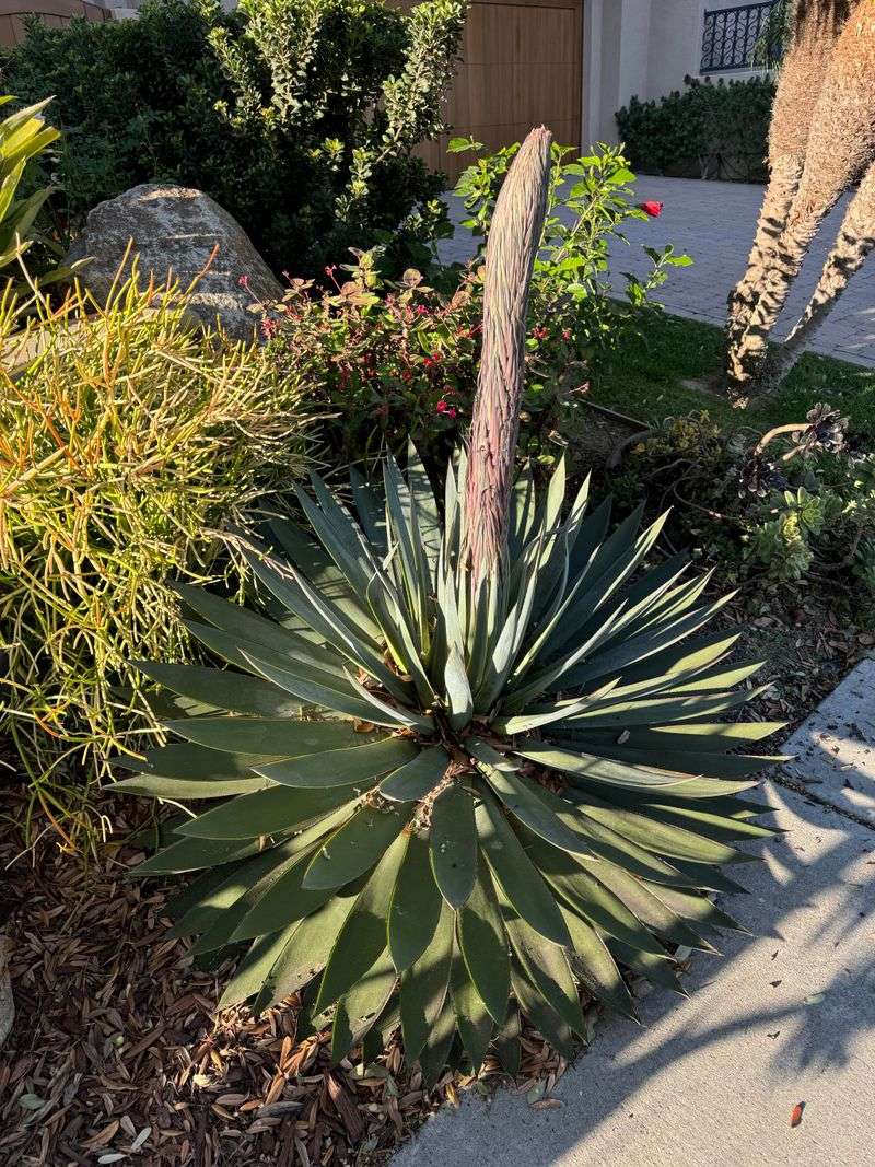 Flowering Signals the End of Life