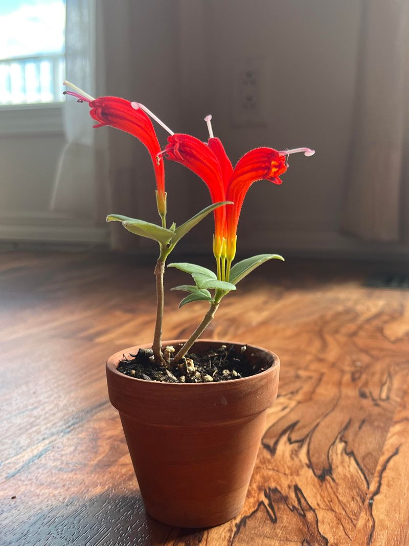 Rooting Cuttings In Warm Humid Indoor Conditions