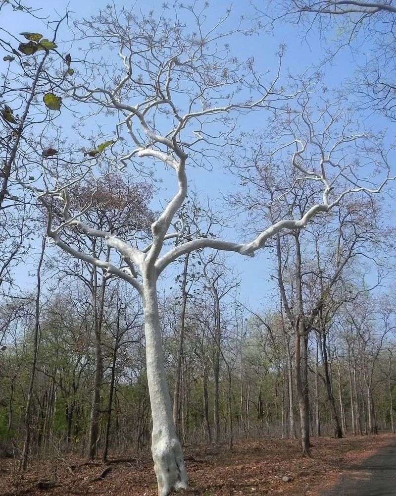 Common Mistakes to Avoid When Painting Fruit Trees