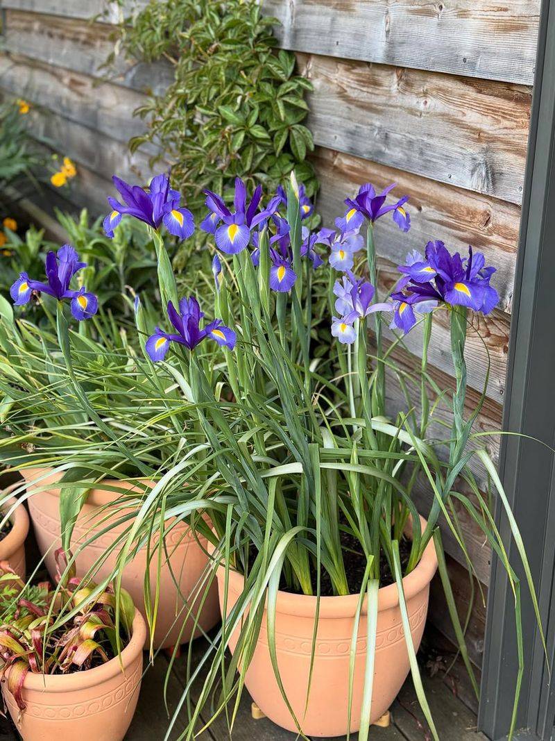 Watering Practices That Encourage Blooms