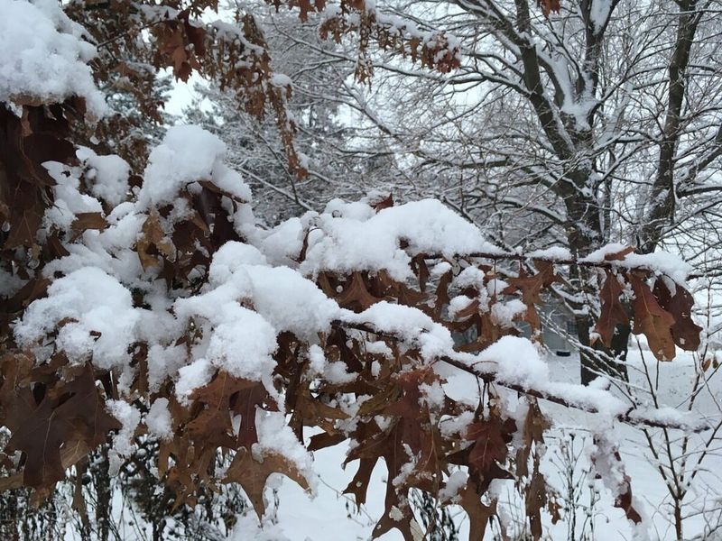 Signs Your Trees Need Winter Water Immediately