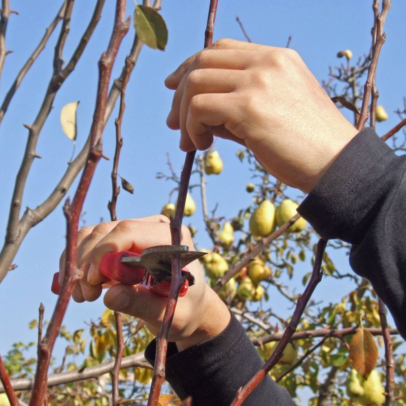 Fruit And Branches Belong To The Tree Owner