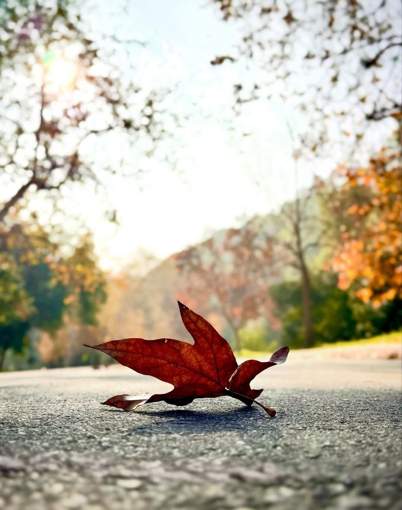 Natural Leaf Fall Is Considered A Normal Part Of Tree Ownership