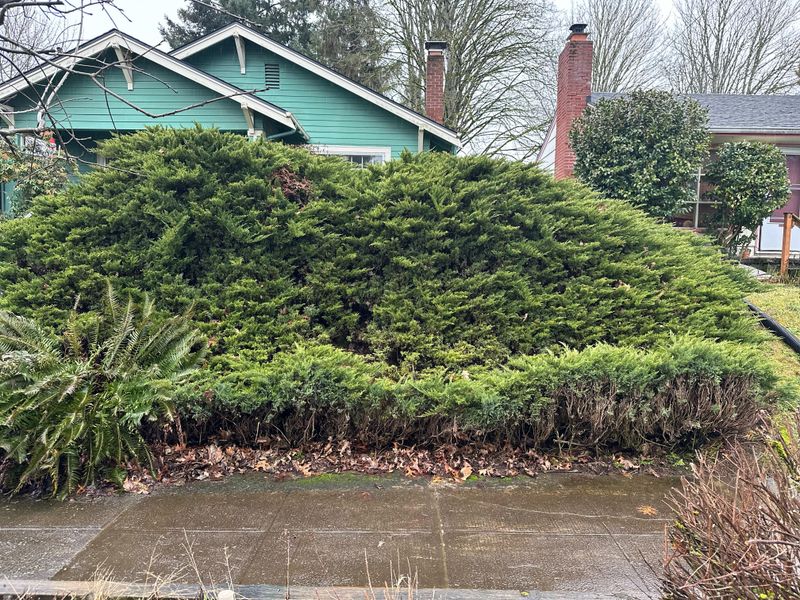 What Pennsylvania Law Allows When A Neighbor's Hedge Crosses Your Property Line