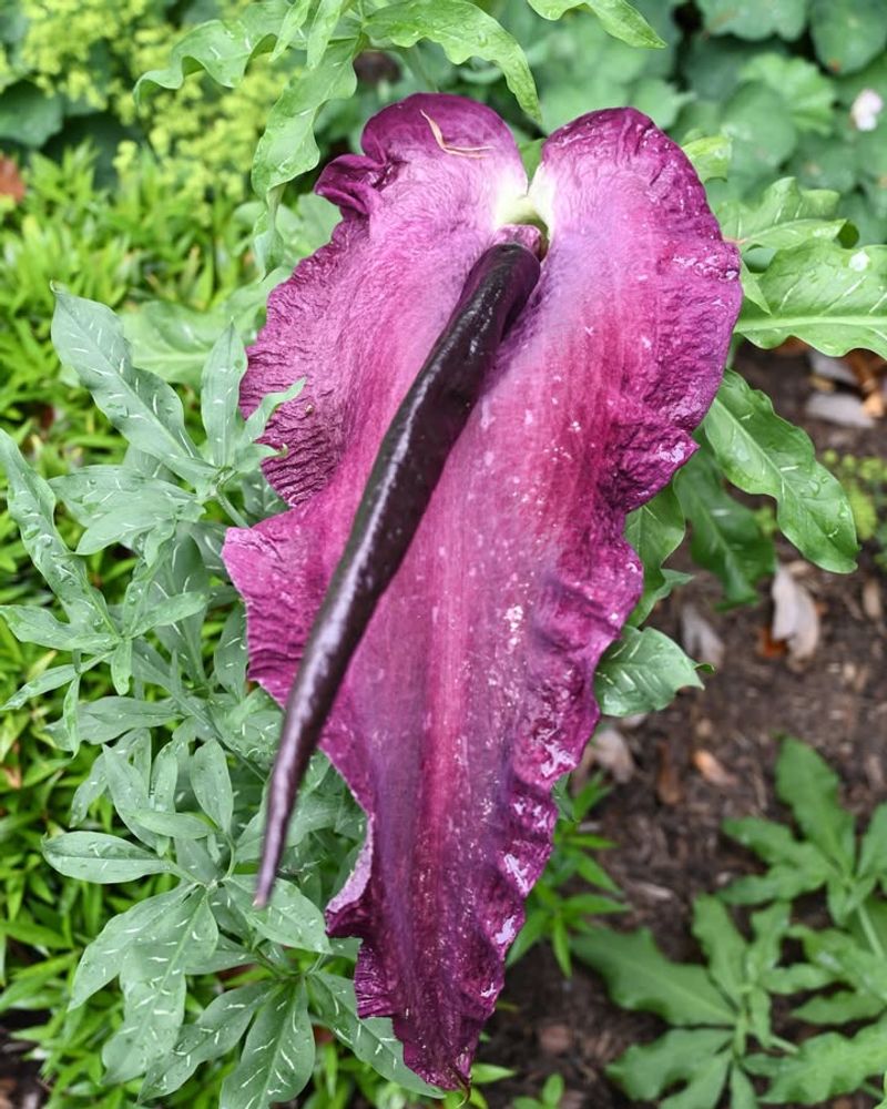 Dracunculus Vulgaris (Dragon Arum)