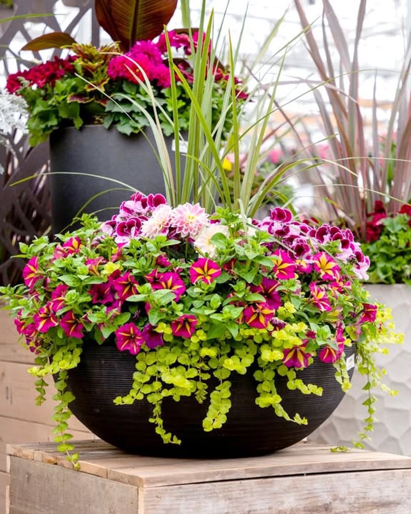 How To Design A Garden Around Oversized Flowers