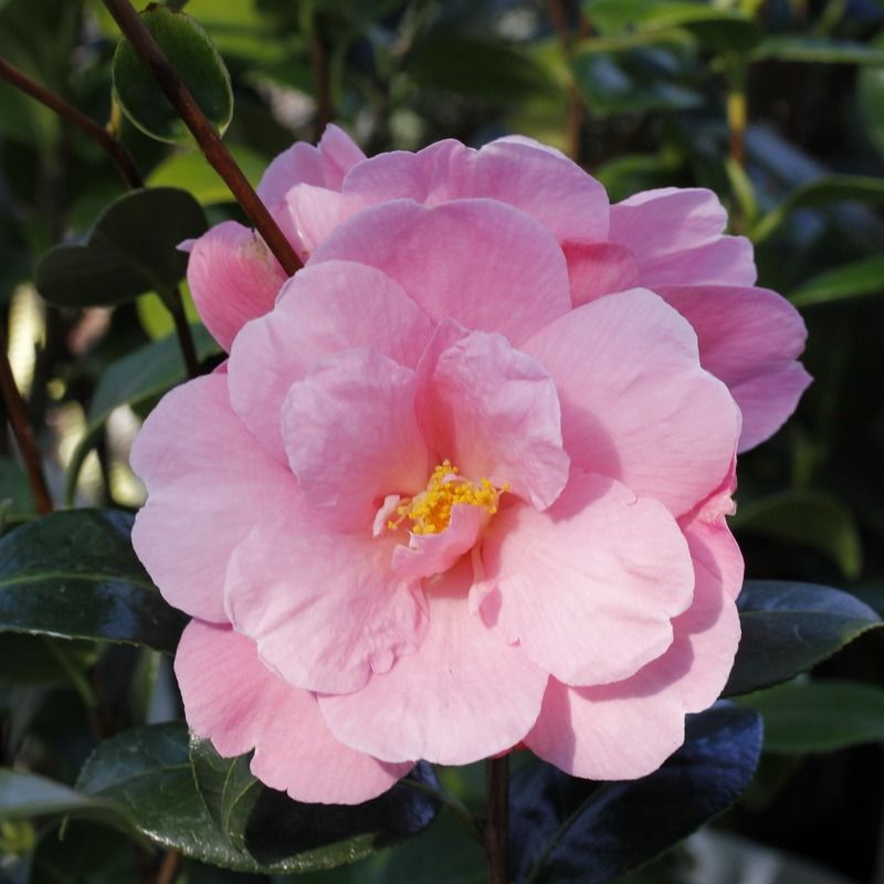 Camellia