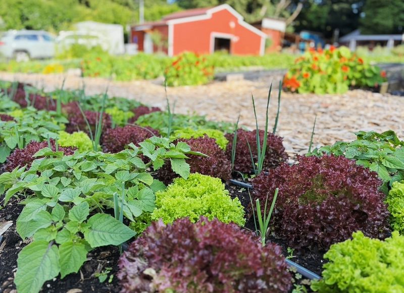 Plan Next Season's Garden