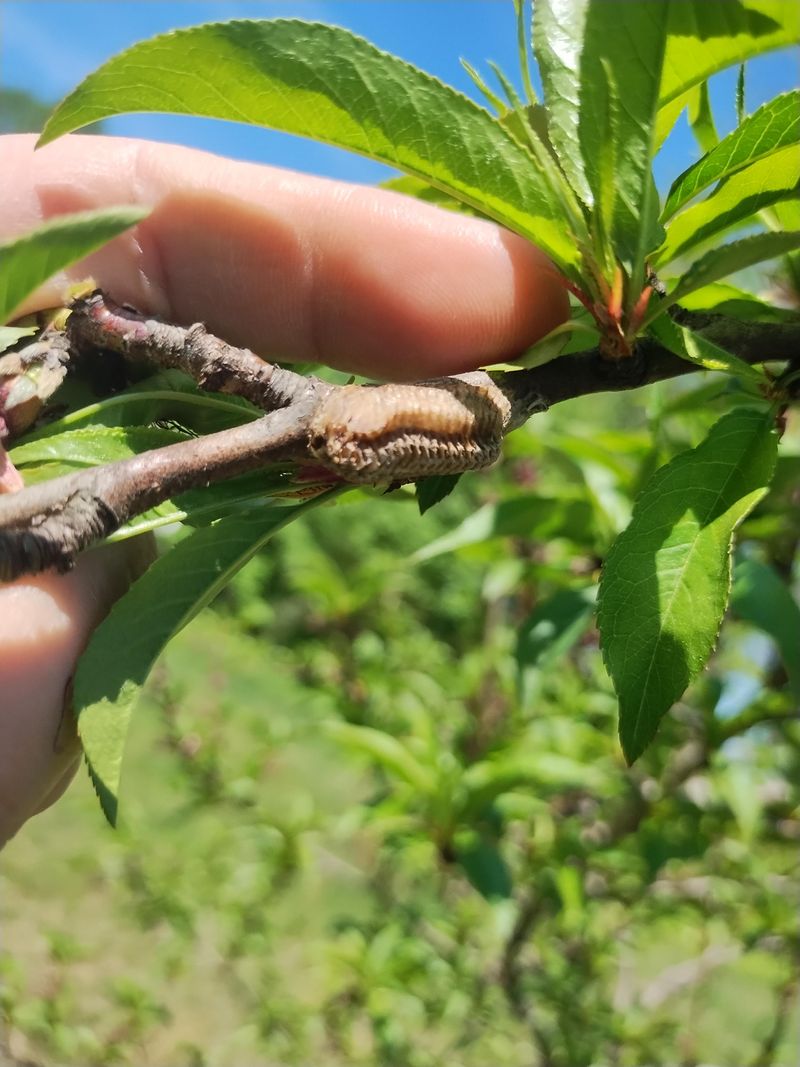 Control Pests Before They Damage Developing Fruit