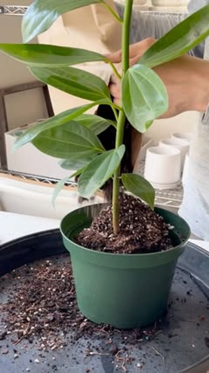 Prune Away Dead Or Damaged Growth