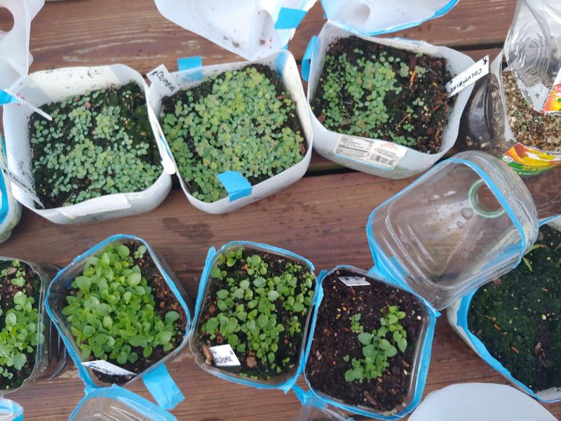 Monitor Seedling Growth