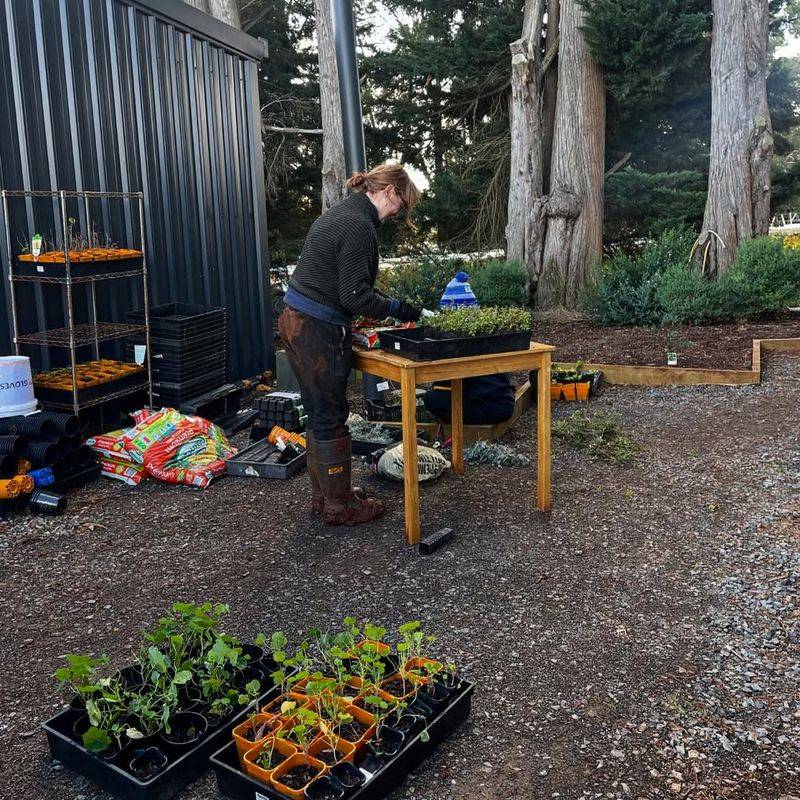 Divide Overgrown Perennials