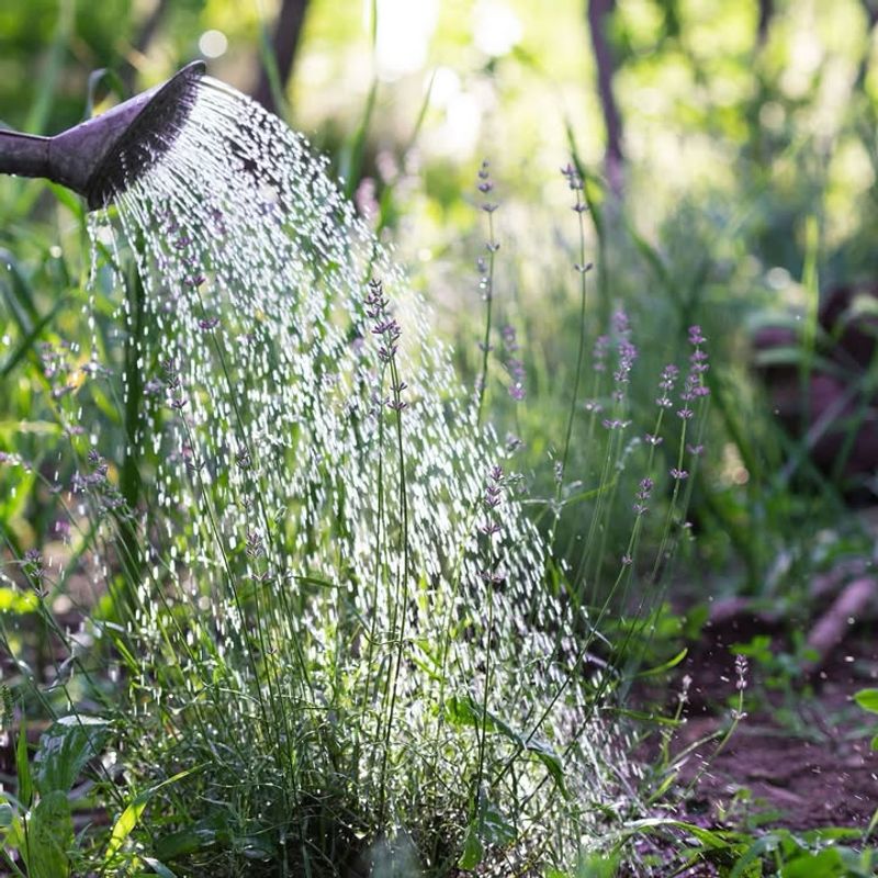 Water Wisely During Dry Winter Periods