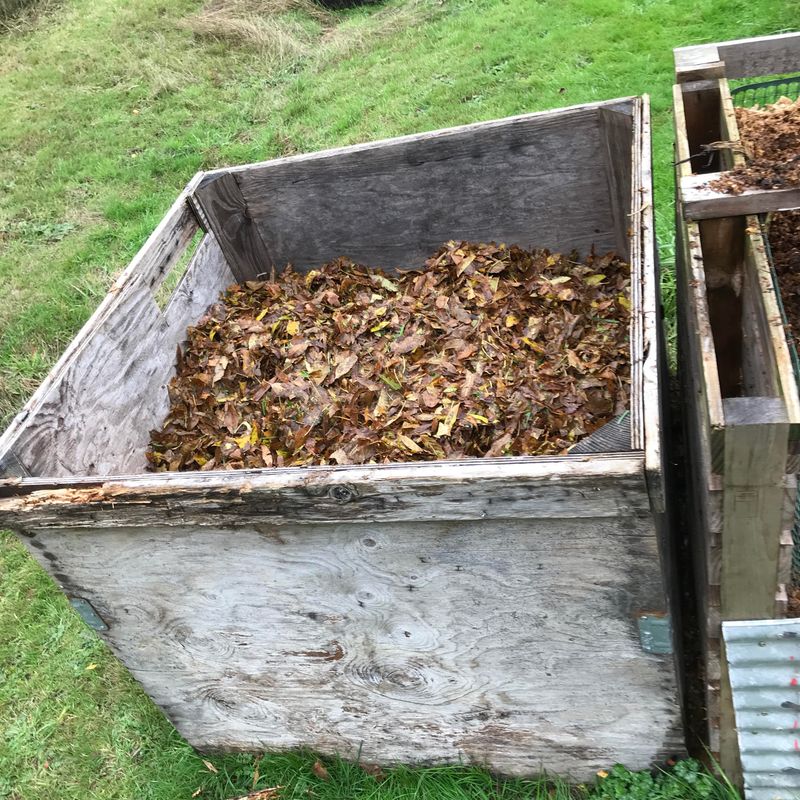 Build Leaf Mold For Soil Improvement