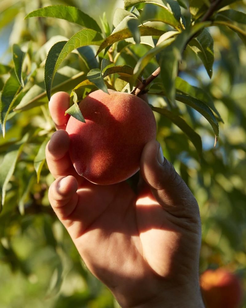 Harvest At Proper Ripeness For Best Flavor