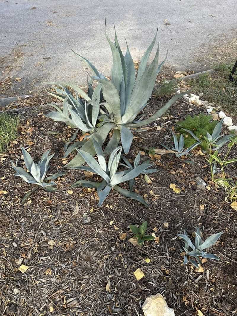 Watch For Pups And Manage Them Early