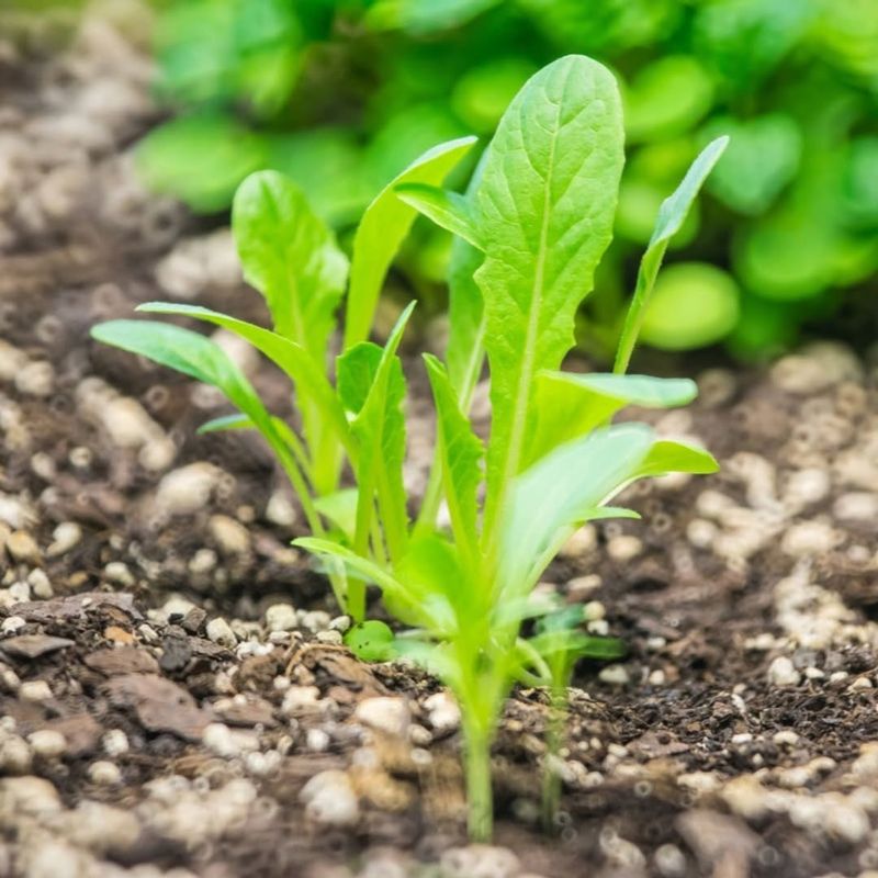 Water Consistently But Don't Overdo It