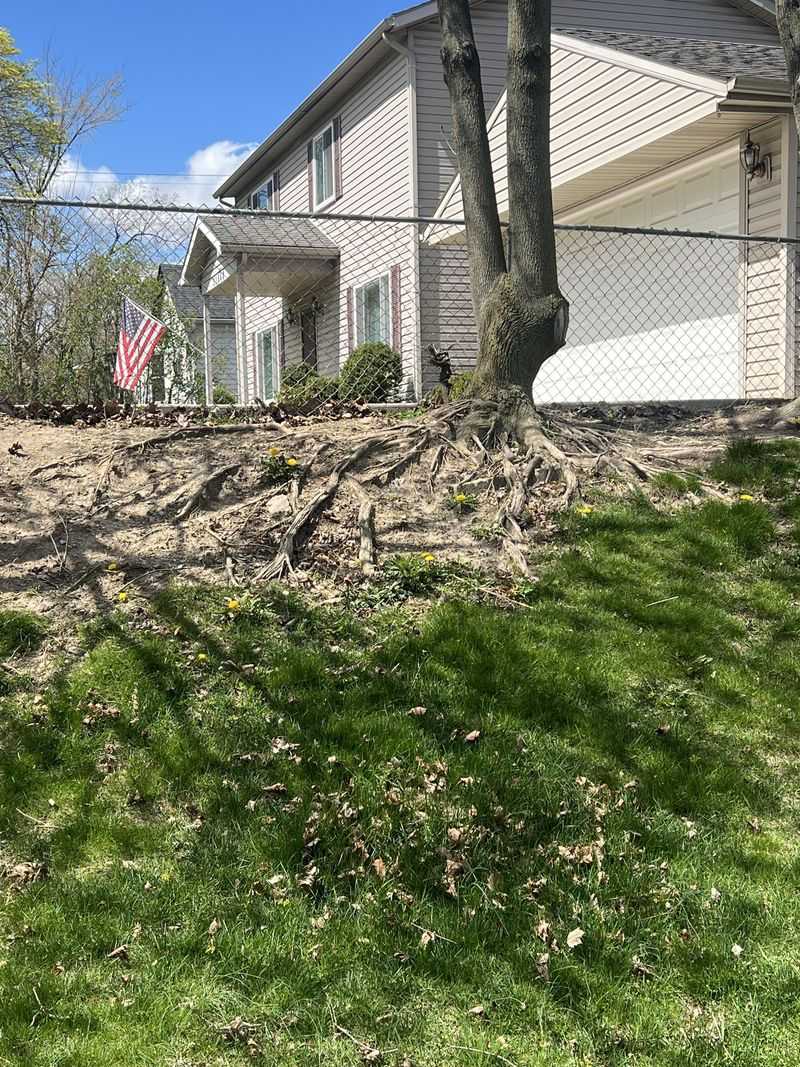 Tree Removal In Environmentally Sensitive Areas