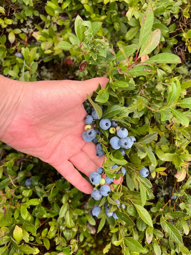 Timing Harvest For Peak Flavor