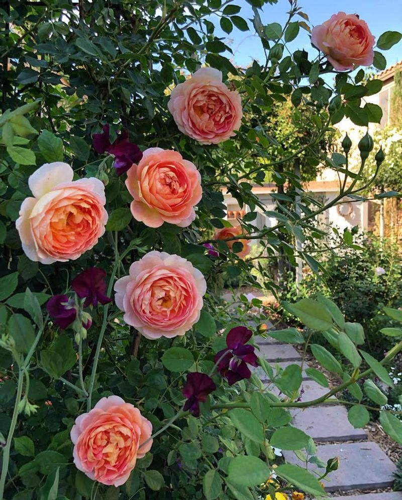 Companion Planting for Healthier Rose Gardens