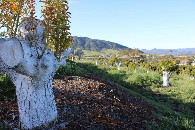 Discourages Boring Insects from Attacking the Trunk
