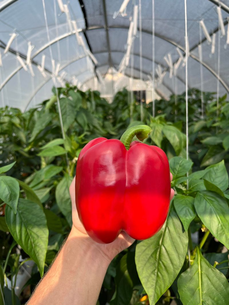 Enhanced Growing Conditions For Heat-Loving Crops