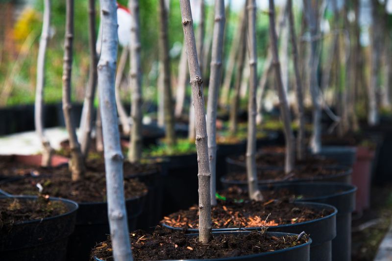 Prevention Of Insect Infestations And Borer Attacks