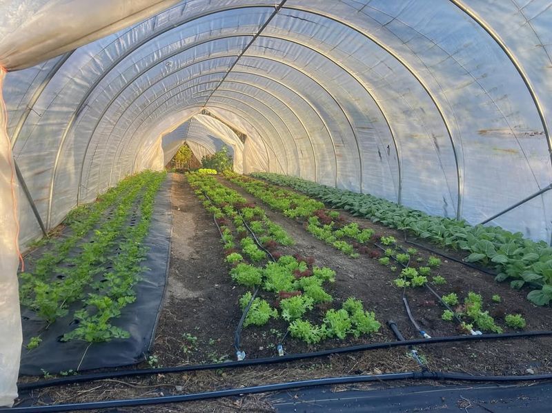 Extended Growing Season For Fresh Vegetables