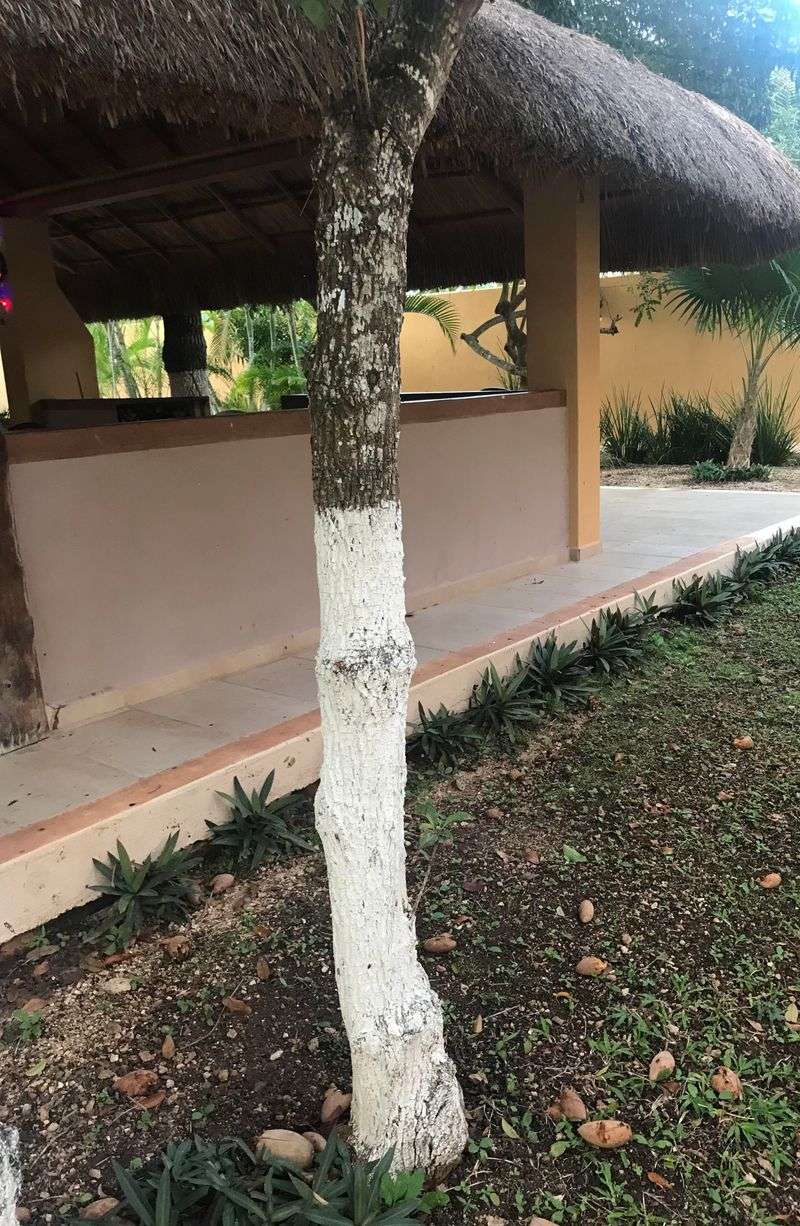 Delays Early Bloom During Frost Risk Periods