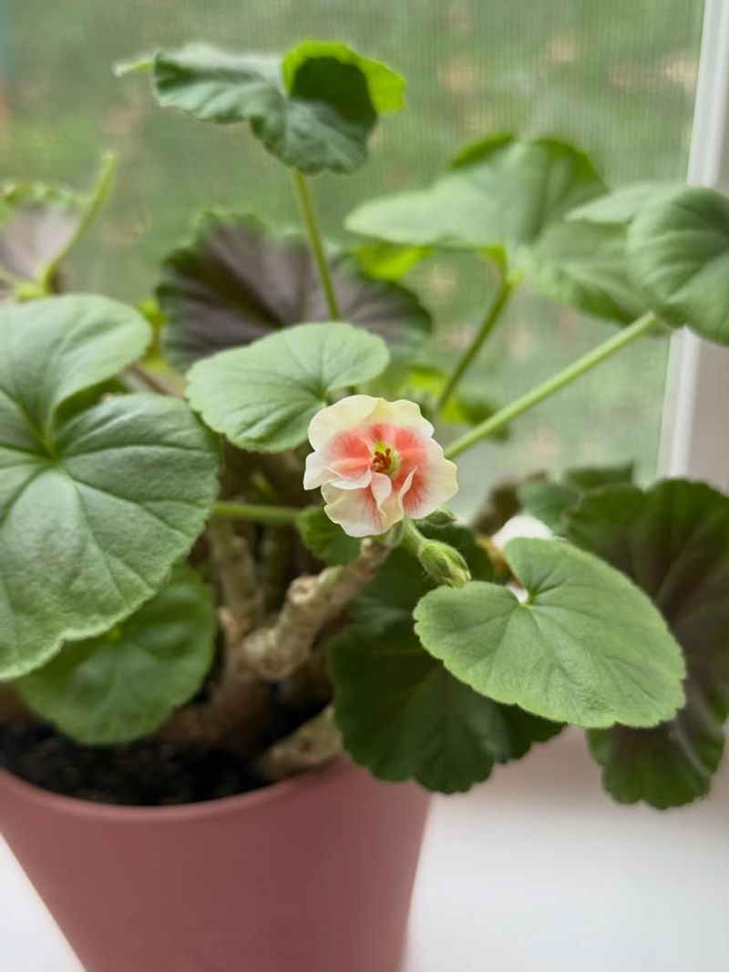 Bringing Potted Geraniums Indoors as Houseplants