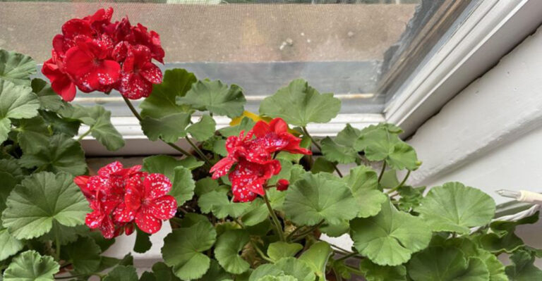 geraniums (featured image)
