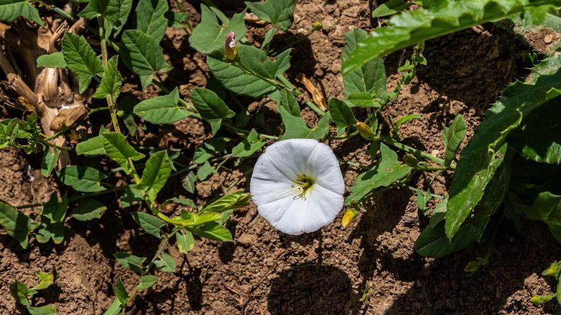 Mistakes That Make Bindweed Come Back Stronger