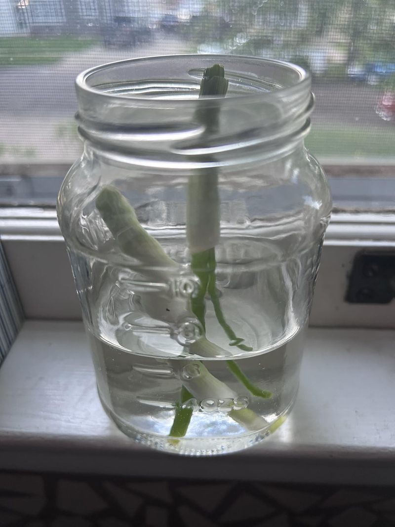 Change The Water Regularly To Prevent Problems