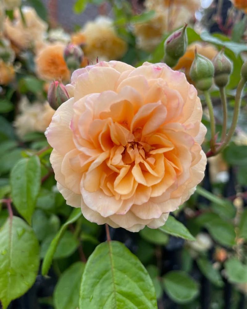 Time Bloom Cycles Perfectly for Competition Season