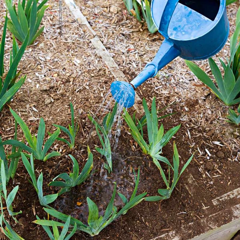 Water Wisely For Colorado's Dry Climate