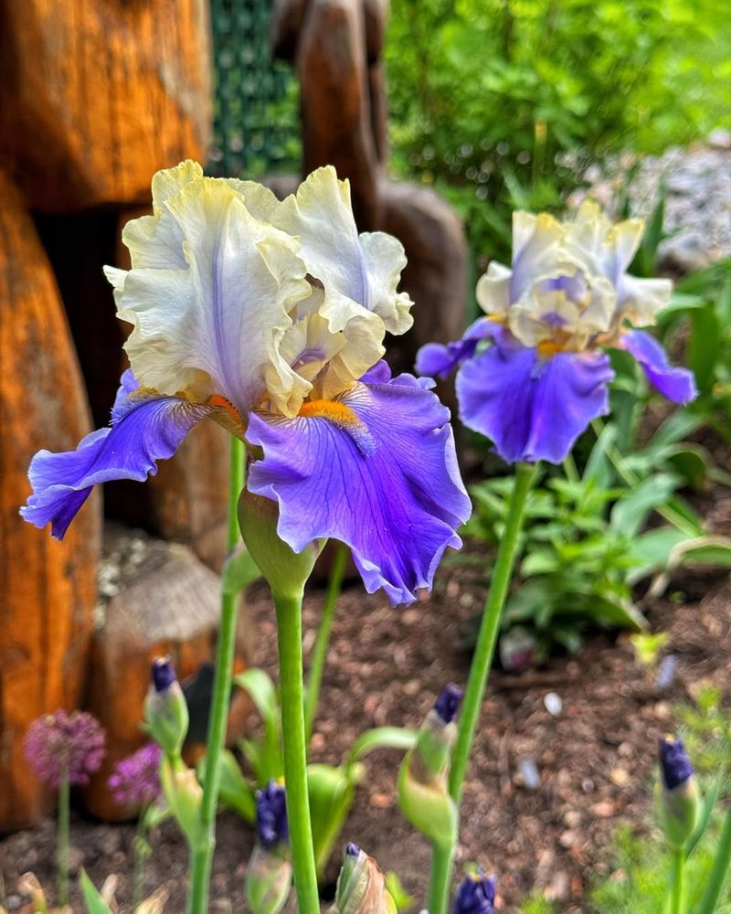 Maintain Your Irises With Regular Feeding And Deadheading