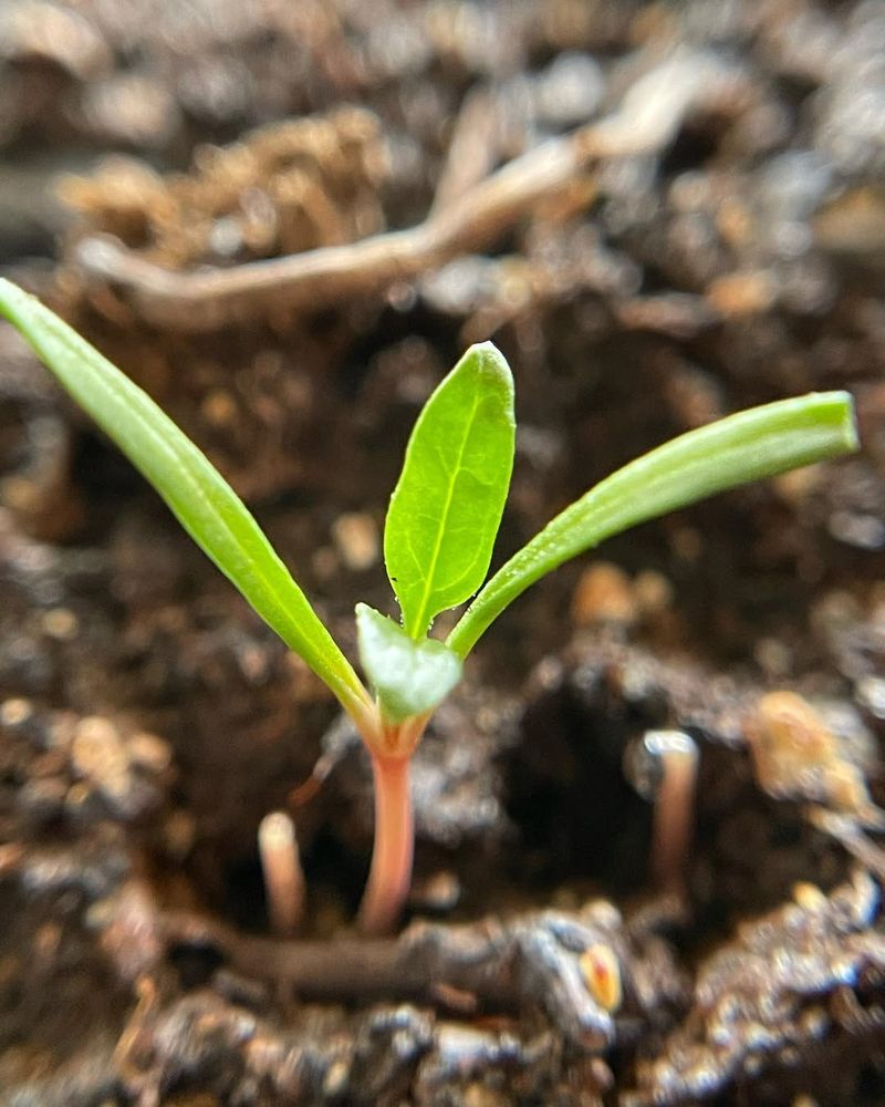 Don't Skip Thinning&mdash;Even When It Feels Wasteful