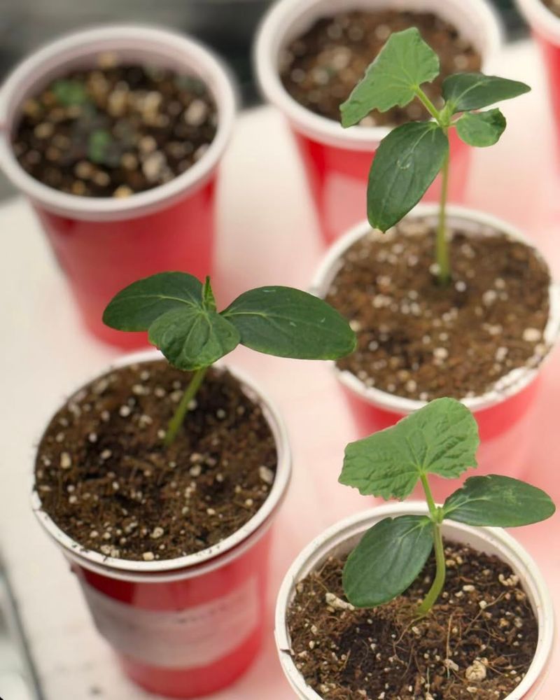 Choose The Right Container And Soil Mix