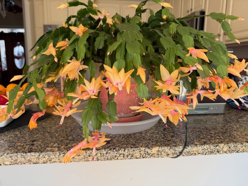 Maintain Moderate Indoor Temperatures For Healthy Growth