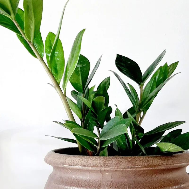 Avoid Direct Sunlight