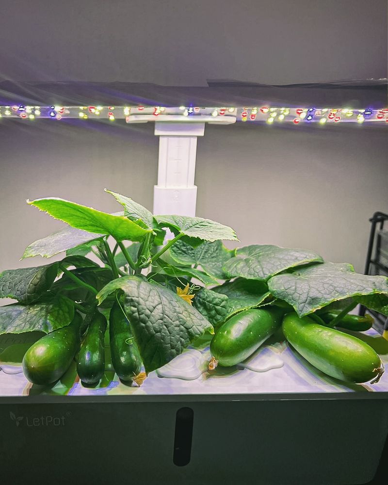 Use Large Containers with Good Drainage